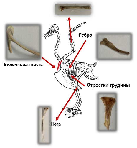 Что такое вилочка у птиц. Косточка в виде рогатки. Куриная кость вилочка. Трубчатая кость курицы.
